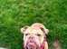 Gorgeous Bella needs a new home