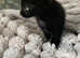 Turkish Angora mix