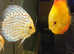 DISCUS ADULTS & BREEDING PAIRS