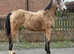 Buckskin filly warmblood x trakerner
