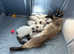 ** 2 KITTENS LEFT** Pure bred Traditional Siamese Kittens