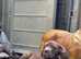 Canecorso last girl pup