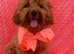 Cavapoo girl (red fox)