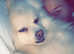 FEMALE Japanese spitz due in season