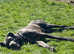 Beautiful Pedigree Great Dane Puppies Ready 13th June