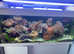 Complete Marine Reef Aquarium with Soft Corals.