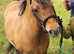 Dun shettie cross mare