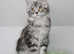 Stunning Maine Coons kittens !