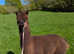 Alpacas for Sale - Halter trained & Breeding Females & Pets | North Wales