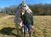 Irish  draft  mare for  sale