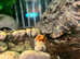 Golden Mantella Frogs at Birmingham Reptiles