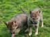 Rare breed Tamaskan.  Pedigree and Registered female puppy.   PRICE REDUCTION