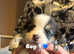 KC Pembrokeshire corgi. DNA tested parents