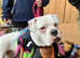 Alapaha blue blooded bulldog Nellie 1 and half years old