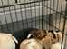 Beagle pups, 4 boys 1 girl.