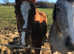 Chestnut colt