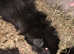 Baby male guinea pigs available