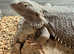 Bearded Dragon (female)