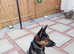 German Shepherd x Hound