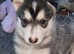 Collie x husky