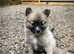F2 pomsky puppies
