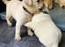 Adorable Labrador Retriever Puppies Ready for Rehoming