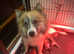 Ready now F2 pomsky puppies