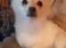 designer pooches - stunning boys chowpomchis. both parents DNA tested