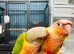 Fully hand reared baby Pineapple conure.