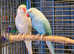 Stunning baby blue Indian ringnick parrot