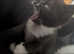 Female kittens looking for forever homes
