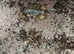 Scorpio Maurus. Golden desert scorpion