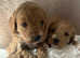 Not your average cockapoo puppies, six gold variations