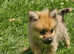 Fluffy Poms waiting for you!