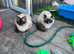 9 Ragdoll kittens for sale