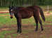 Very well bred Irish Sports Horse Yearling Filly