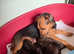 Lakeland terrier x Boston terrier puppies