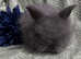 Beautiful pure angora and teddy babys