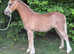 REGISTERED SEC A FILLY