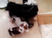 Malshis puppy (Maltese x shih tzu) for sale