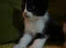 Gorgeous family raised kittens ready this week