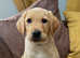 2 golden Labrador puppies left