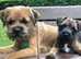 Border Terrier Puppy For Sale