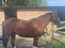 15.2 bright bay gelding Cob X