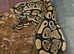 REDUCED!!!! Normal Het Clown Female