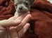 Smooth coat chihuahua puppies