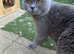 British Shorthair ACTIVE Queen