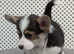 Quality health tested Boy puppy Available