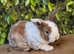 Mini Plush Lop Baby Rabbits