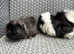Mickey & Finn looking for a new home.